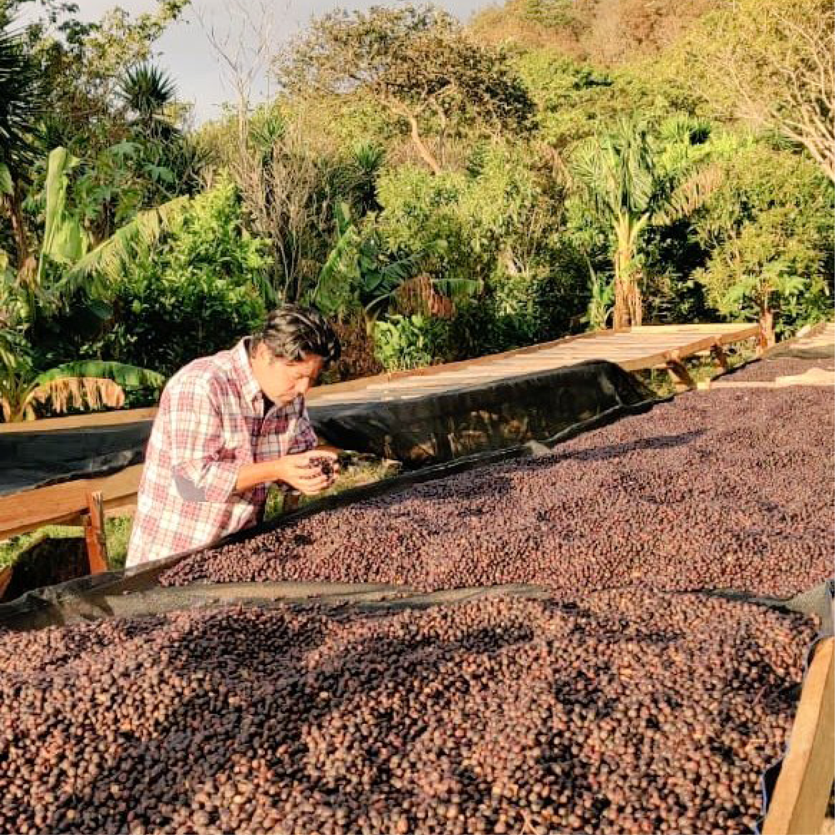 Tierra Bendita Pacamara